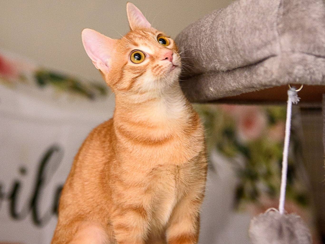 Adozione gatto, femmina, Razza sconosciuta Razza sconosciuta, 8 mesi, taglia non valida, Pavia