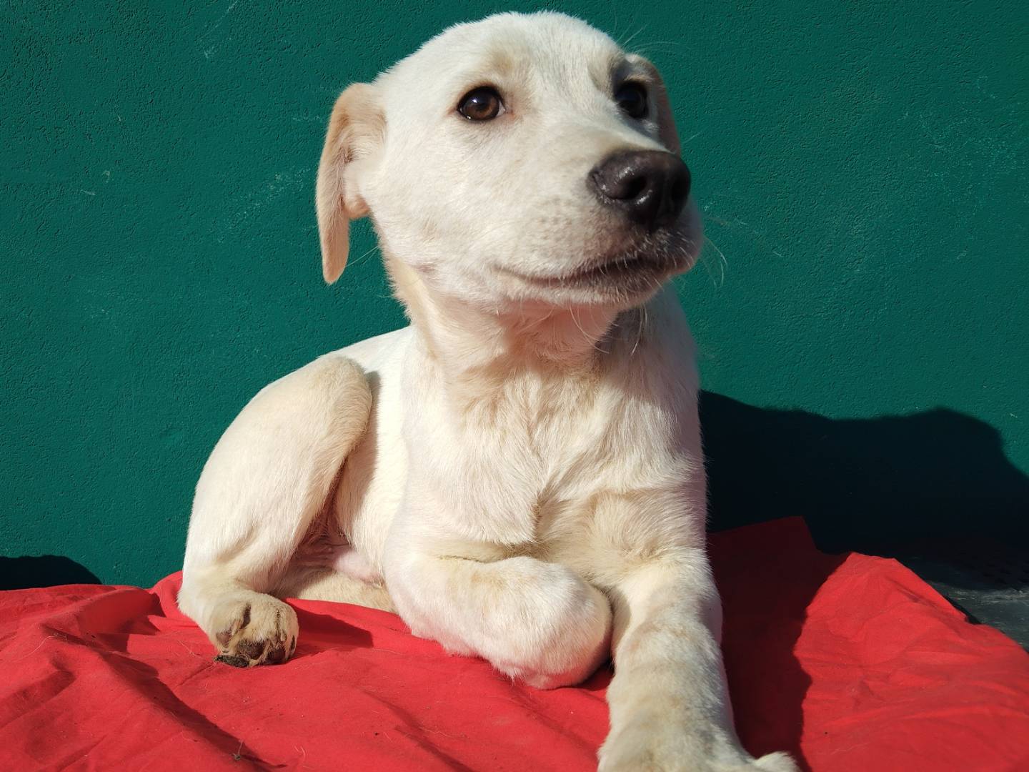 Adozione cane, maschio, Razza sconosciuta Razza sconosciuta, 3 mesi, taglia grande, Bergamo