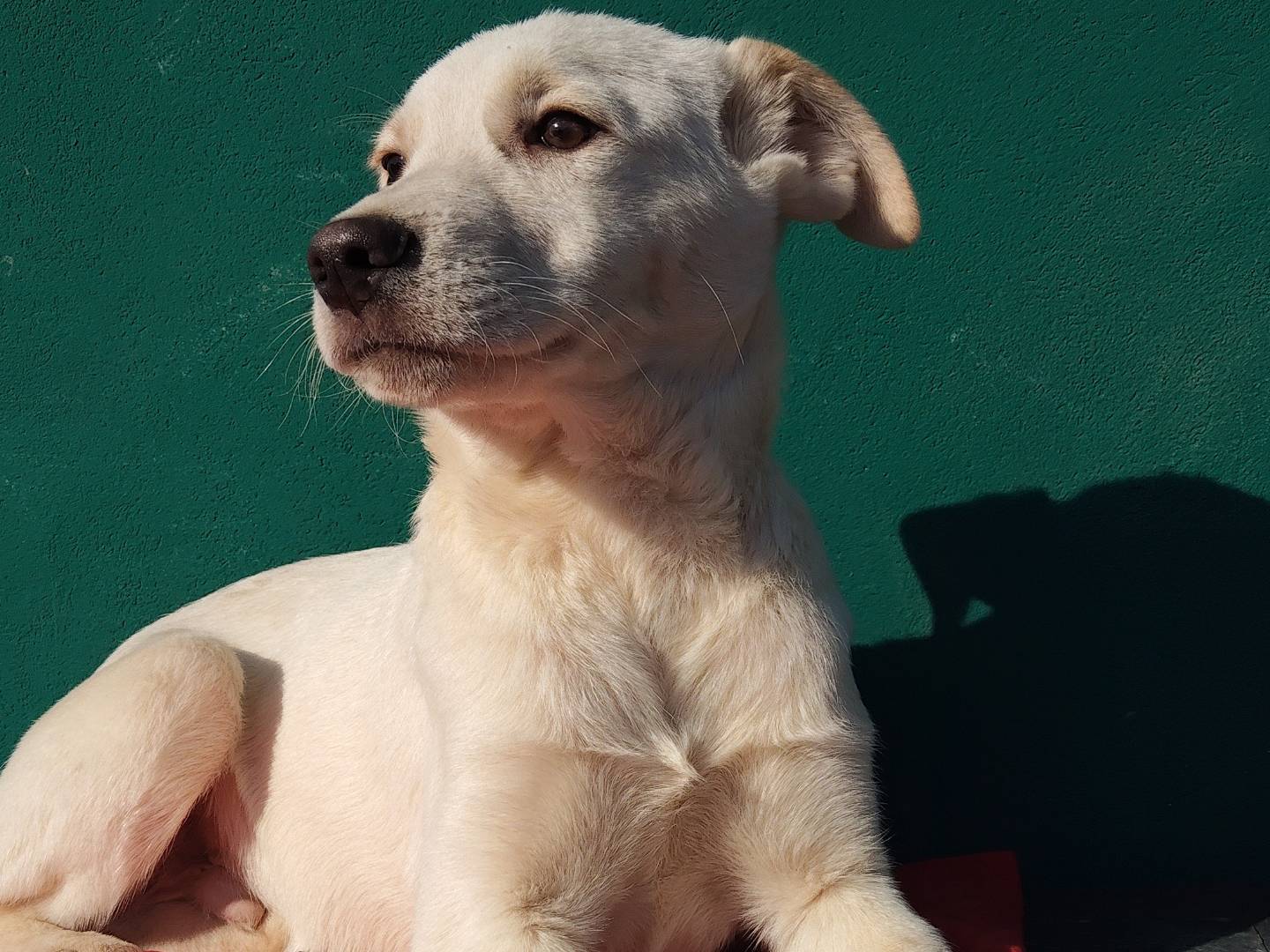 Adotta un cane, maschio, 3 mesi, Bergamo