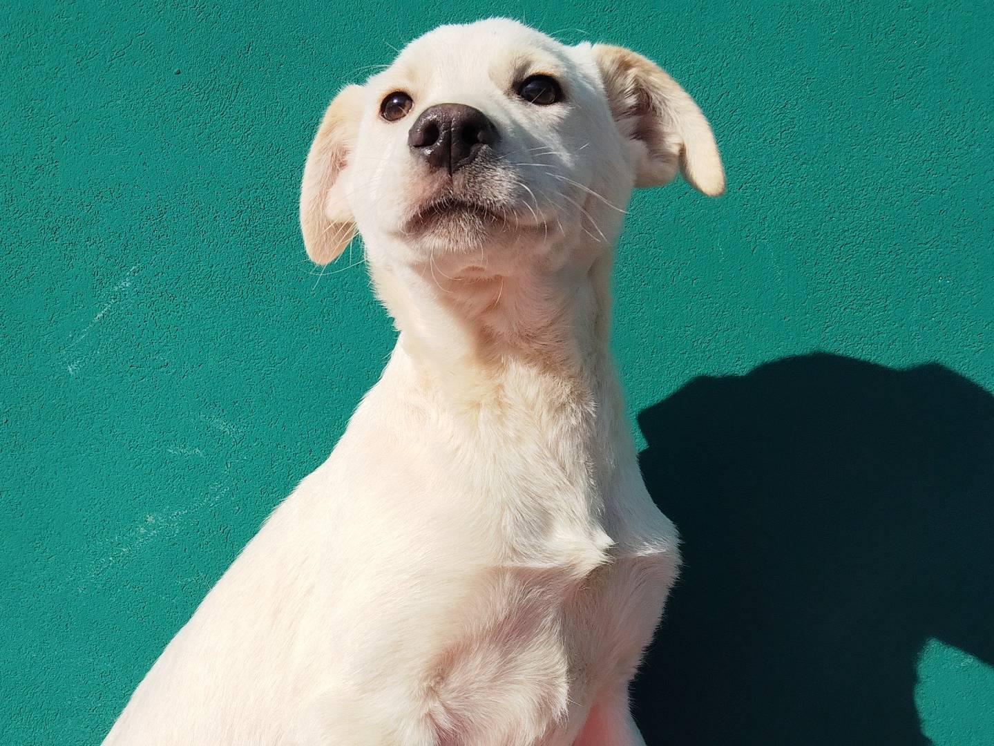 Adotta un cane, taglia grande, maschio, Bergamo