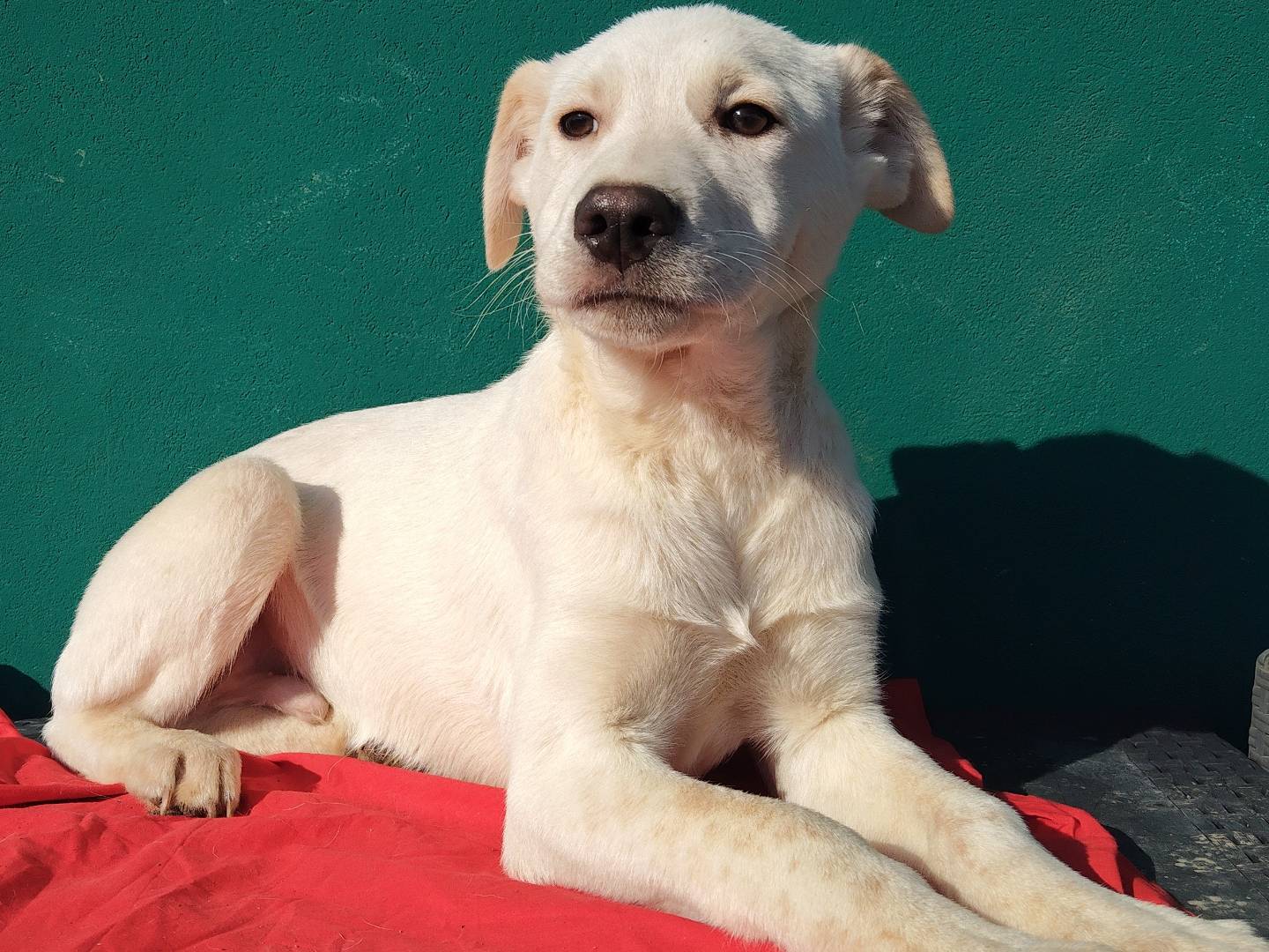 Vuoi adottare un cane a Bergamo?