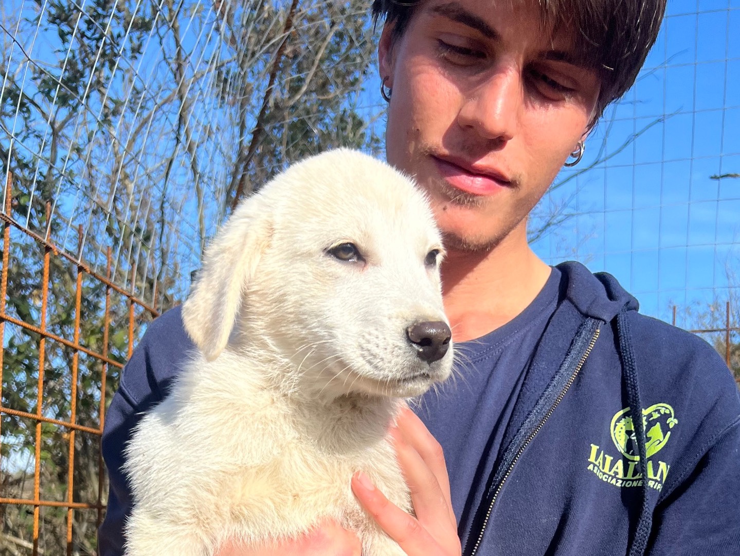 Adozione cane, maschio, Labrador Retriever Razza sconosciuta, 3 mesi, taglia media, Roma