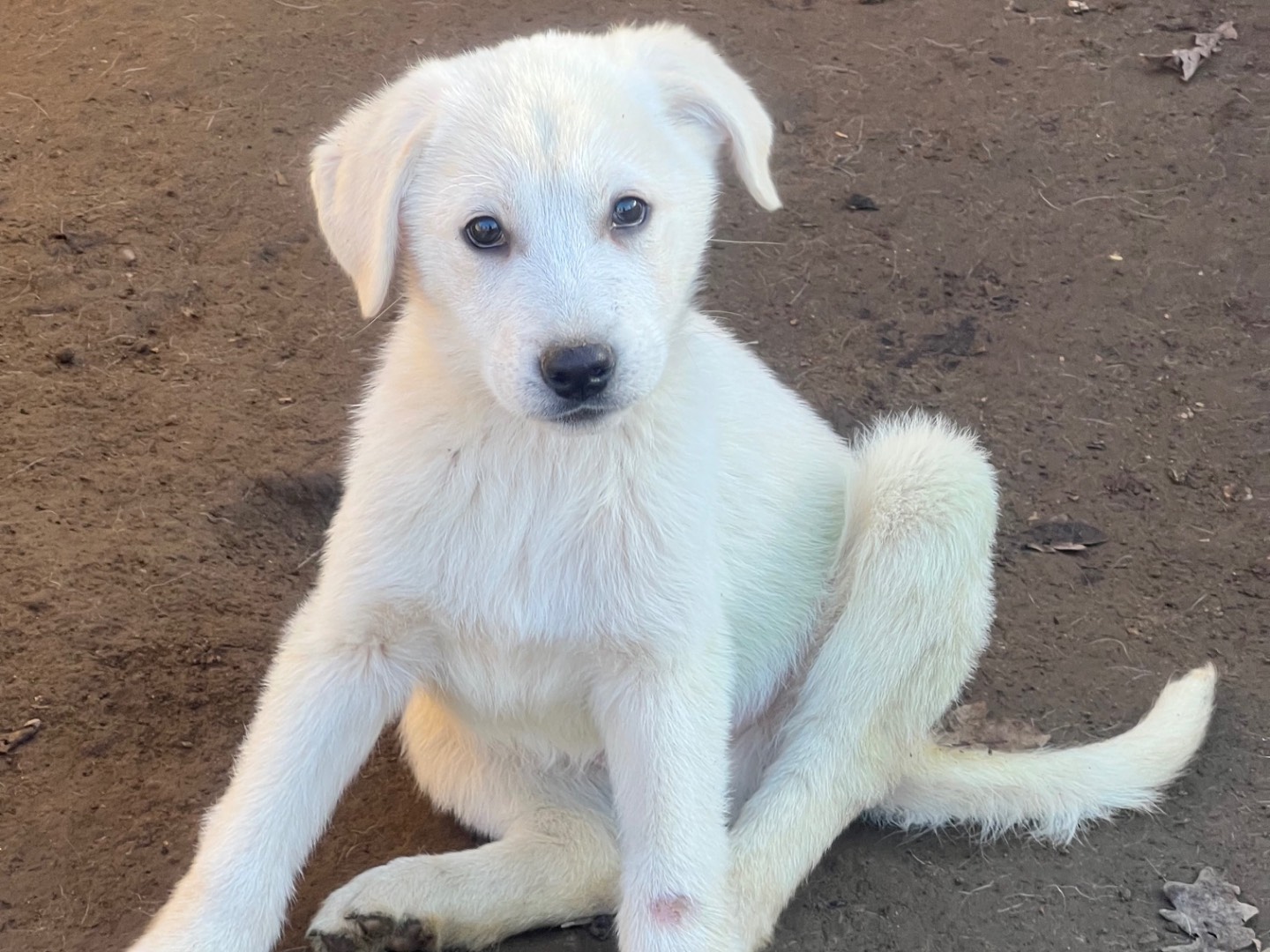 Adotta un cane, maschio, 3 mesi, Roma