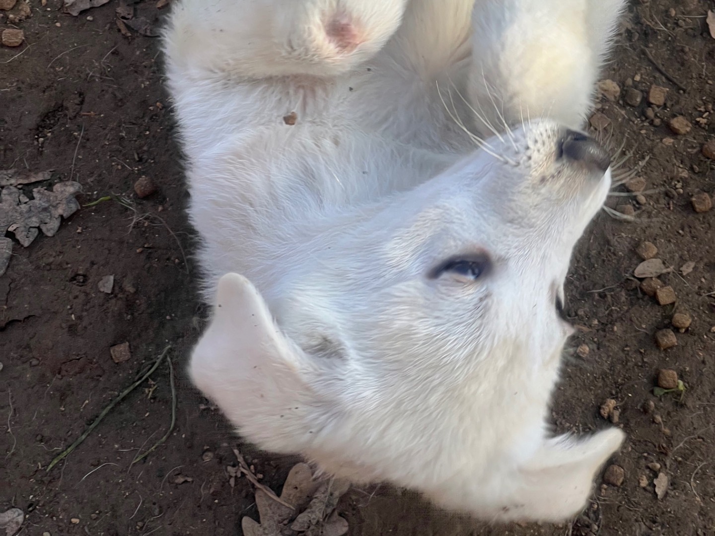 Adotta un cane, taglia media, maschio, Roma