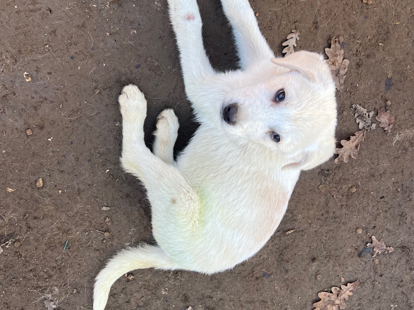 Vuoi adottare un cane a Roma?