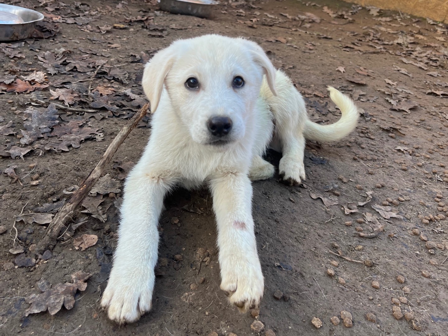 Adotta il cane Simba a Roma