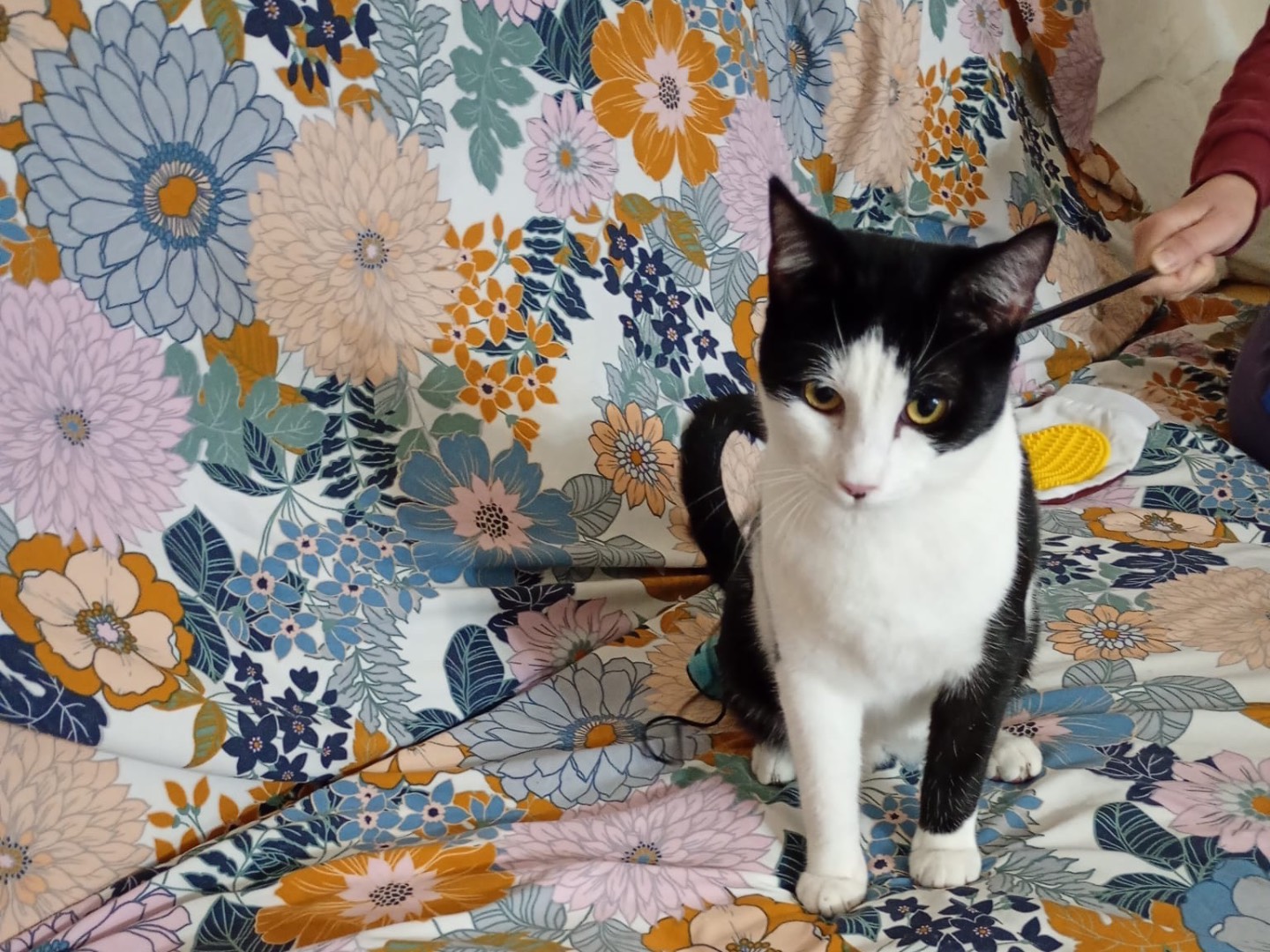 Vuoi adottare un gatto a Modena?