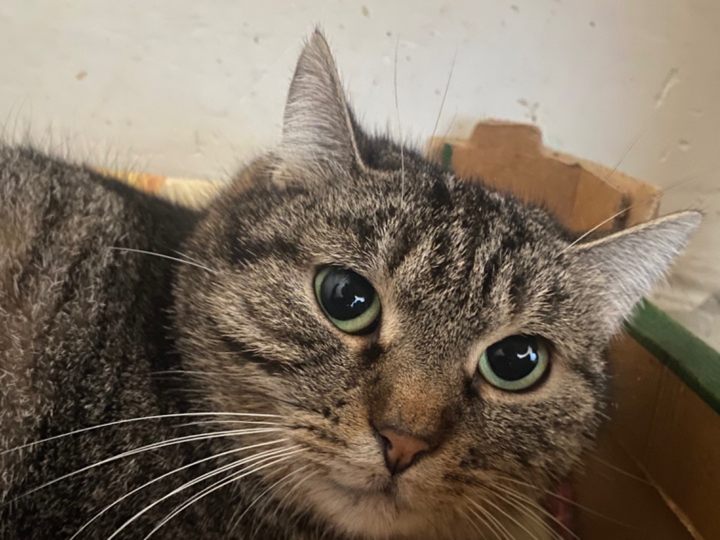 Adozione gatto, femmina, Razza sconosciuta Razza sconosciuta, 1 anno, taglia non valida, Teramo