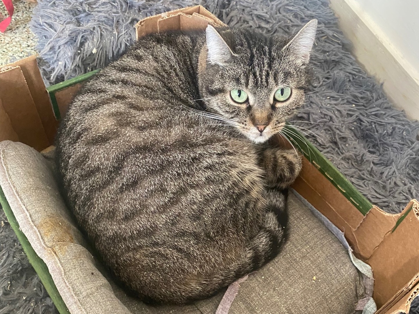 Adotta un gatto, femmina, 1 anno, Teramo