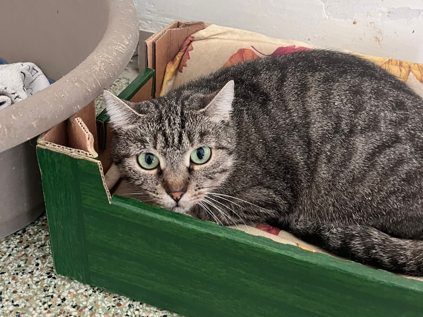 Adotta un gatto, taglia non valida, femmina, Teramo