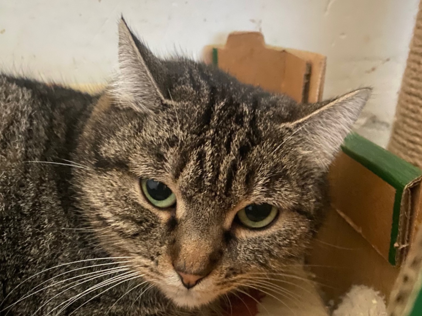 Adotta il gatto Pollicina a Teramo