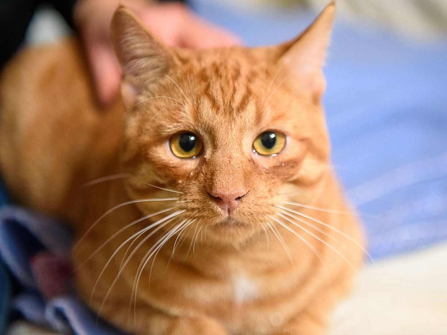 Adozione gatto, maschio, Razza sconosciuta Razza sconosciuta, 6 mesi, taglia non valida, Torino