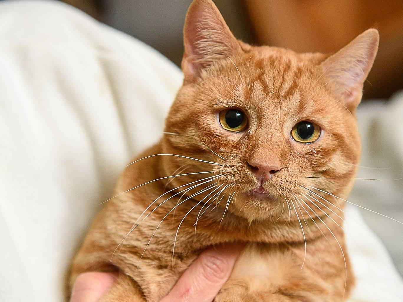 Adotta un gatto, maschio, 6 mesi, Torino