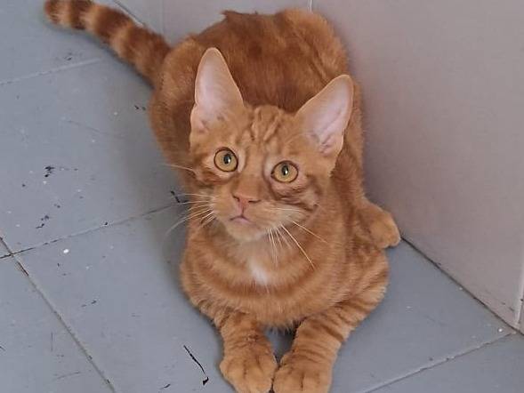 Adotta un gatto, taglia non valida, maschio, Torino