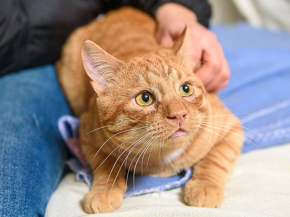 Vuoi adottare un gatto a Torino?