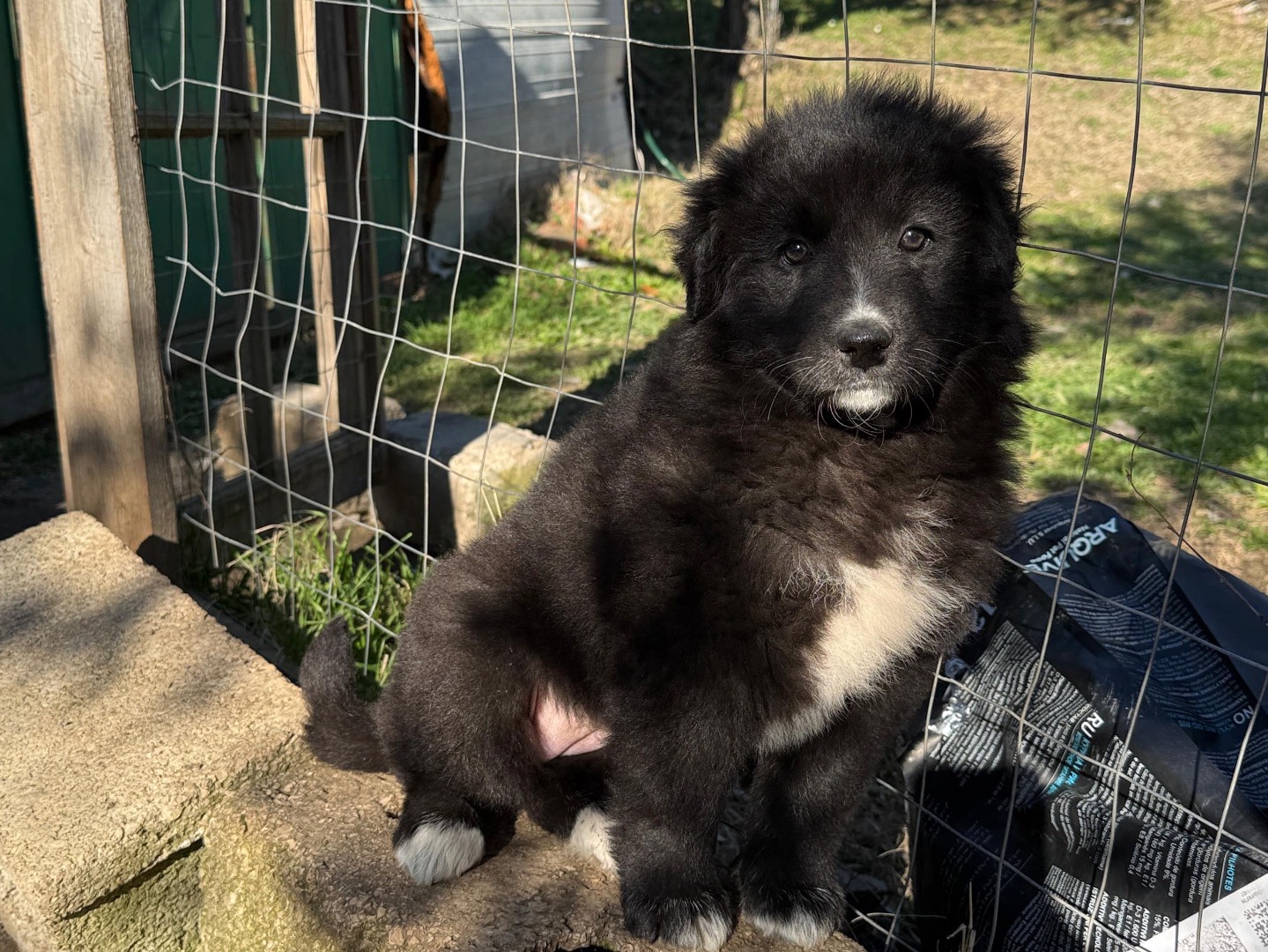 Adozione cane, femmina, Border Collie Razza sconosciuta, 3 mesi, taglia media, Frosinone