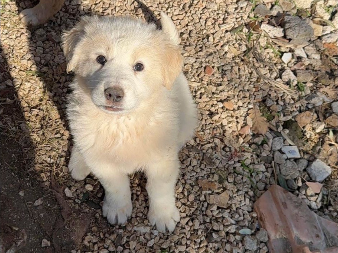 Adozione cane, maschio, Border Collie Razza sconosciuta, 3 mesi, taglia media, Frosinone