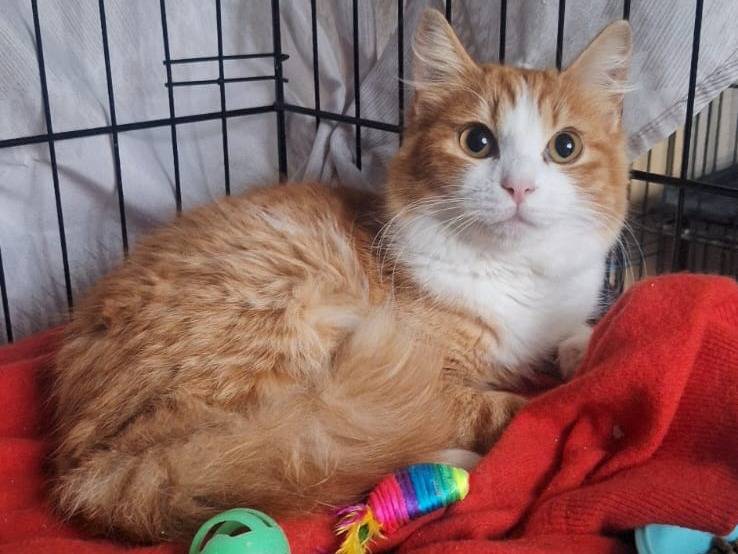 Adozione gatto, maschio, Razza sconosciuta Razza sconosciuta, 3 mesi, taglia non valida, Milano