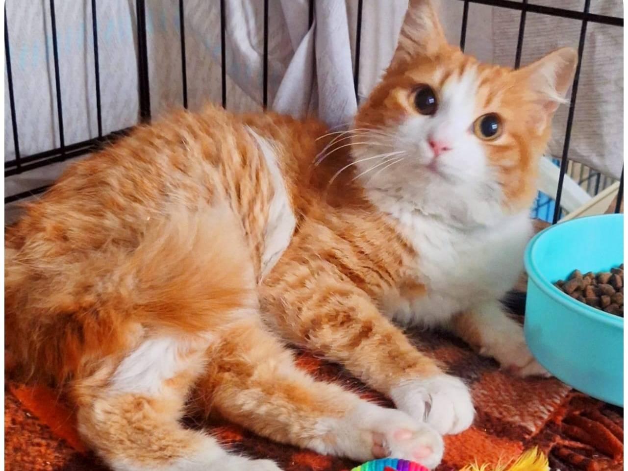 Adotta un gatto, maschio, 3 mesi, Milano