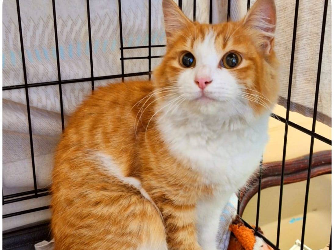 Adotta un gatto, taglia non valida, maschio, Milano