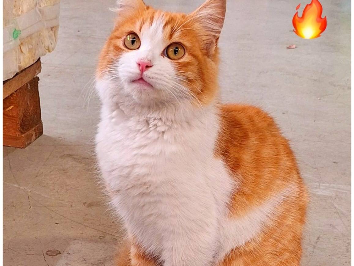 Vuoi adottare un gatto a Milano?