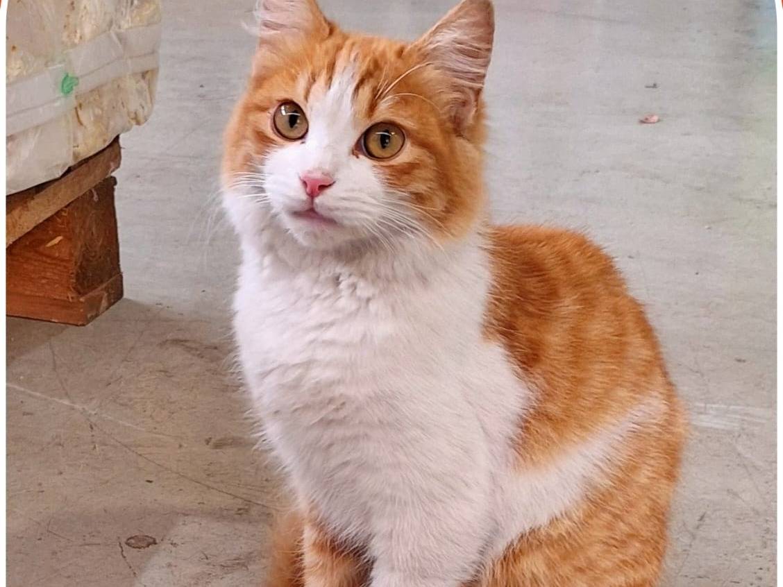 Adotta il gatto Charizard scelgo teee  a Milano