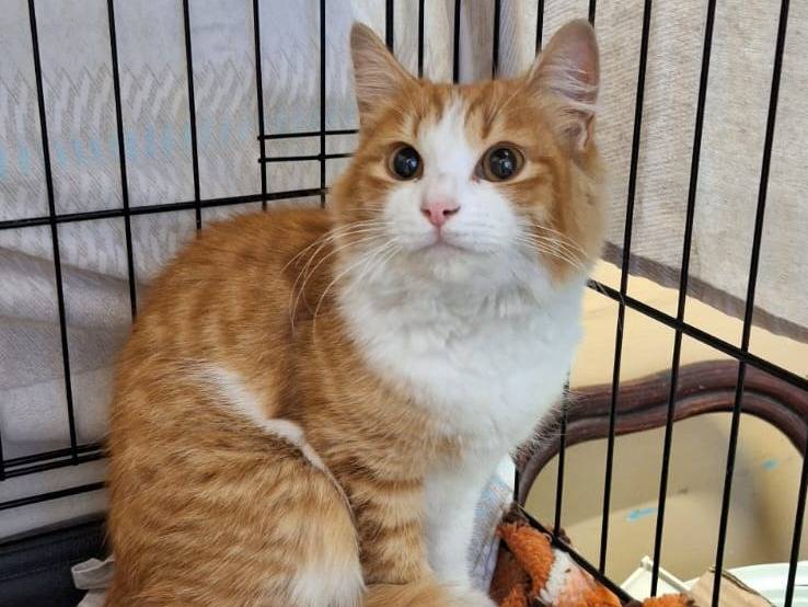 Adozione gatto, maschio, Razza sconosciuta Razza sconosciuta, 5 mesi, taglia non valida, Monza