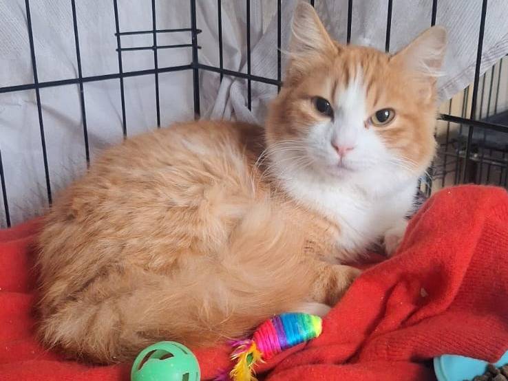 Adotta un gatto, maschio, 5 mesi, Monza