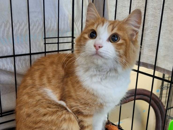 Adotta un gatto, taglia non valida, maschio, Monza