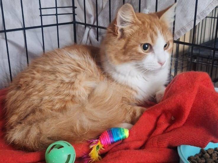 Vuoi adottare un gatto a Monza?