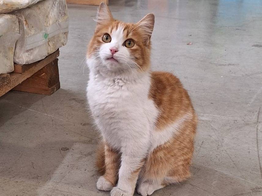 Adotta il gatto Charizard  a Monza