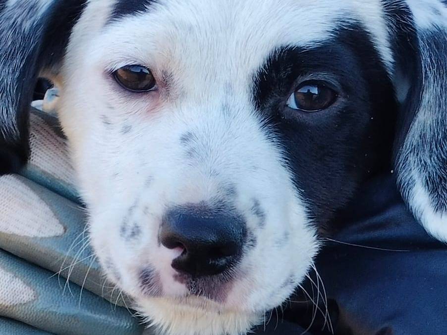 Adotta un cane, femmina, 2 mesi, Frosinone