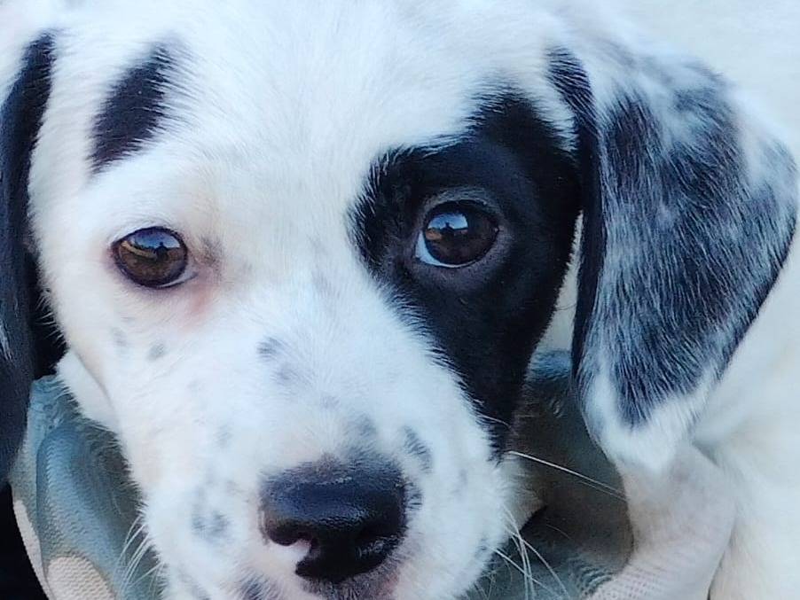 Adotta un cane, taglia piccola, femmina, Frosinone