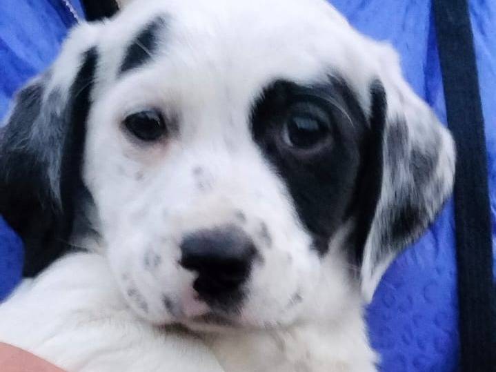 Vuoi adottare un cane a Frosinone?