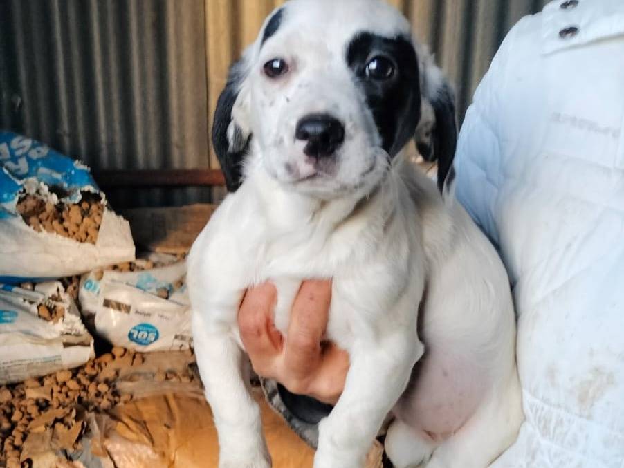 Adotta il cane ALISIA a Frosinone