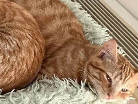 Adozione gatto, maschio, Razza sconosciuta Razza sconosciuta, 4 mesi, taglia non valida, Verbano