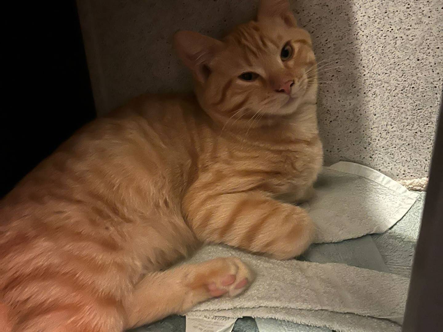 Adotta un gatto, maschio, 4 mesi, Verbano