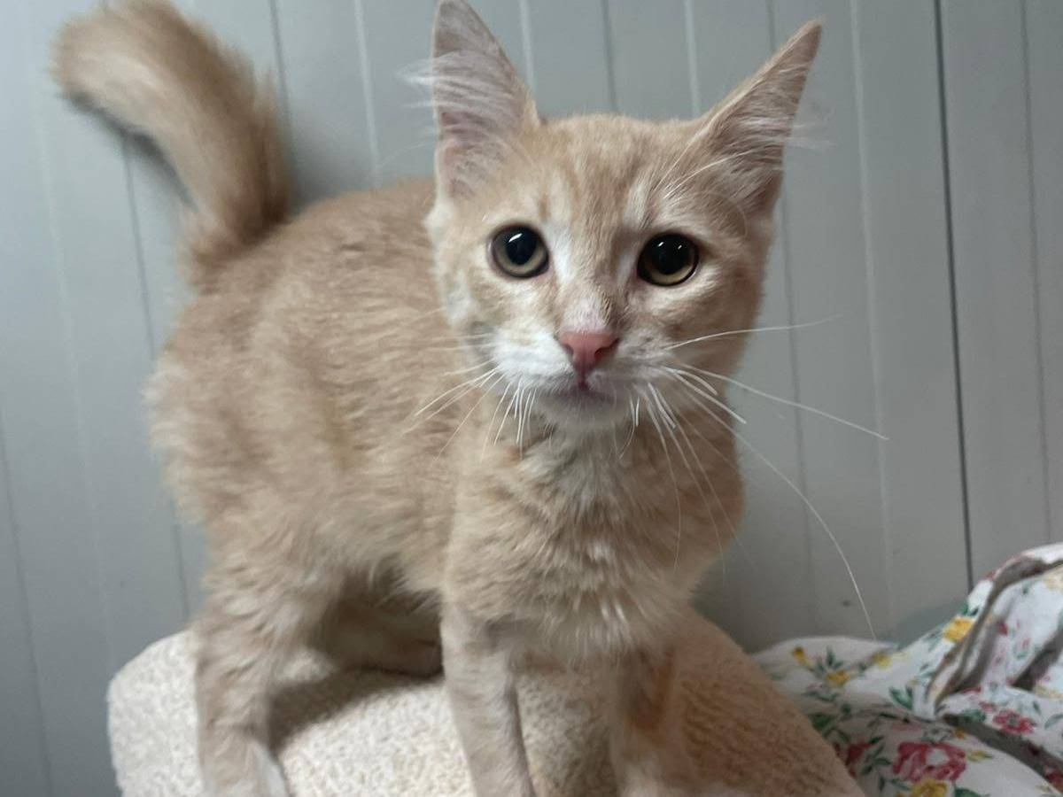 Adozione gatto, maschio, Razza sconosciuta Razza sconosciuta, 4 mesi, taglia non valida, Terni