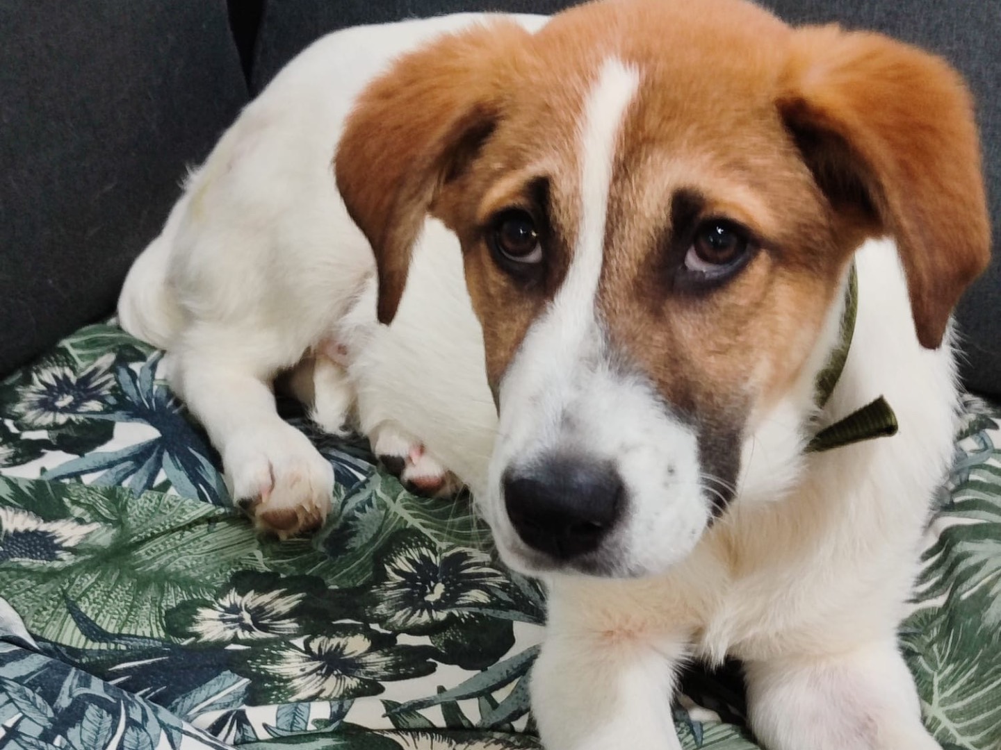 Adozione cane, maschio, Razza sconosciuta Razza sconosciuta, 4 mesi, taglia grande, Milano