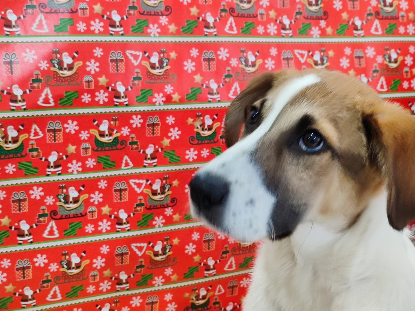 Adotta un cane, taglia grande, maschio, Milano