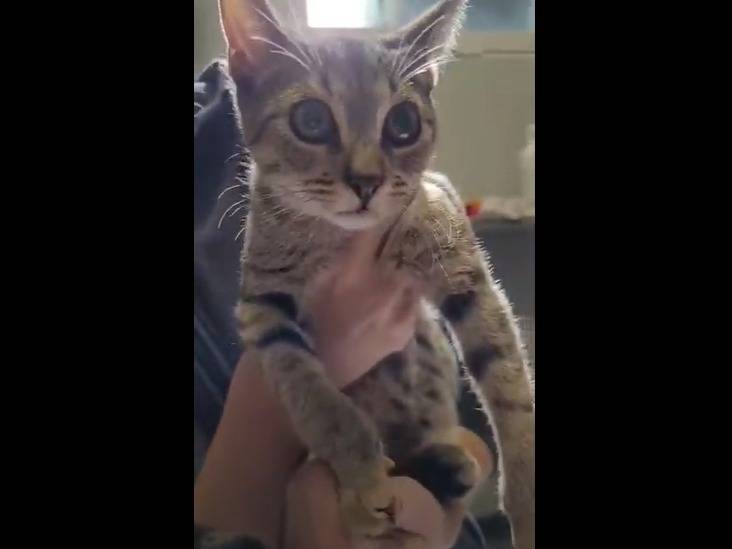 Adozione gatto, femmina, Razza sconosciuta Razza sconosciuta, 8 mesi, taglia non valida, Verbano