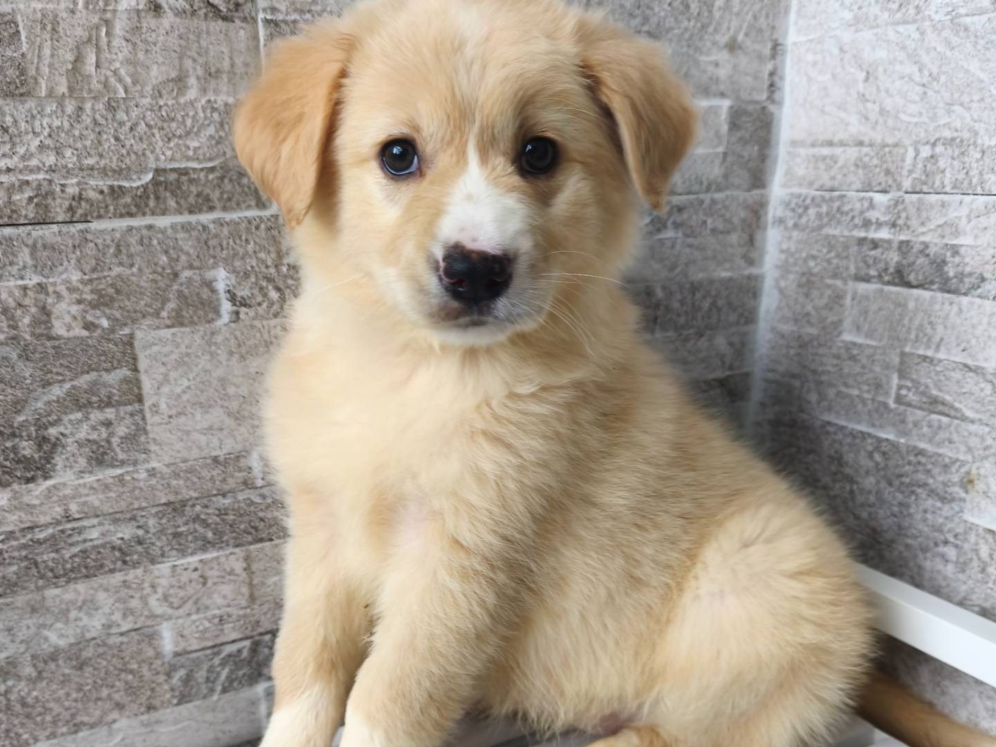 Adozione cane, femmina, Golden Retriever Razza sconosciuta, 2 mesi, taglia media, Messina