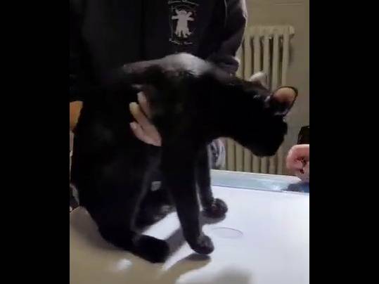 Adozione gatto, maschio, Razza sconosciuta Razza sconosciuta, 8 mesi, taglia non valida, Verbano