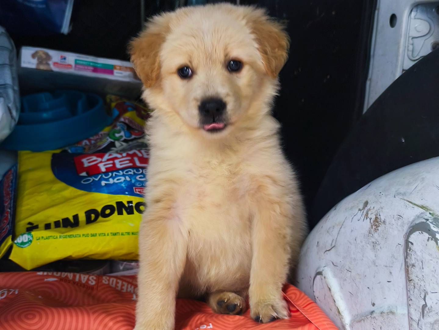 Adozione cane, femmina, Golden Retriever Razza sconosciuta, 2 mesi, taglia media, Messina
