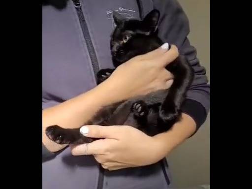 Adozione gatto, femmina, Razza sconosciuta Razza sconosciuta, 7 mesi, taglia non valida, Verbano