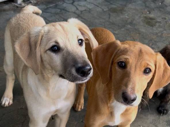 Adozione cane, maschio, Razza sconosciuta Razza sconosciuta, 3 mesi, taglia media, Messina