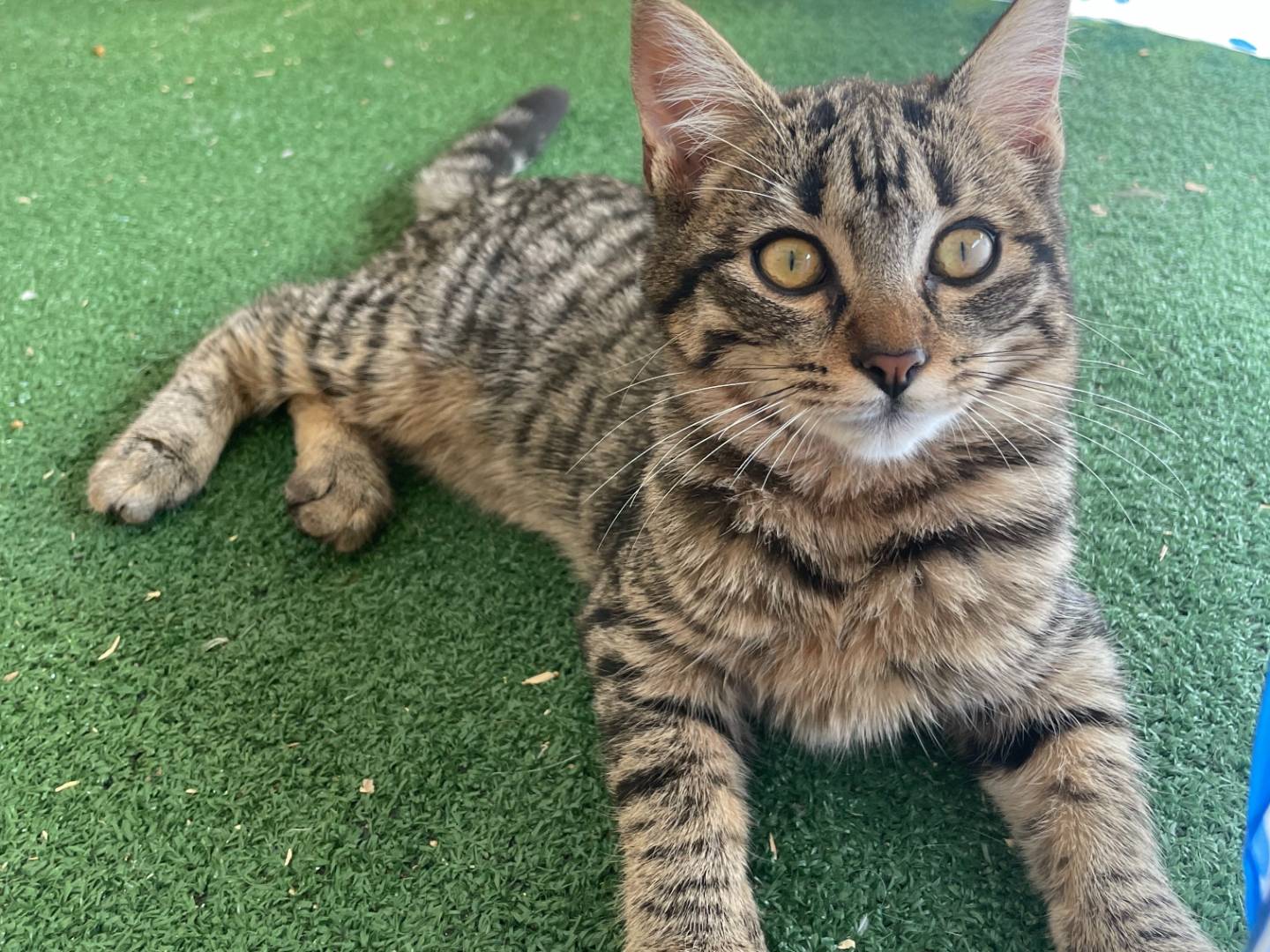 Adozione gatto, femmina, Razza sconosciuta Razza sconosciuta, 3 mesi, taglia non valida, Sud