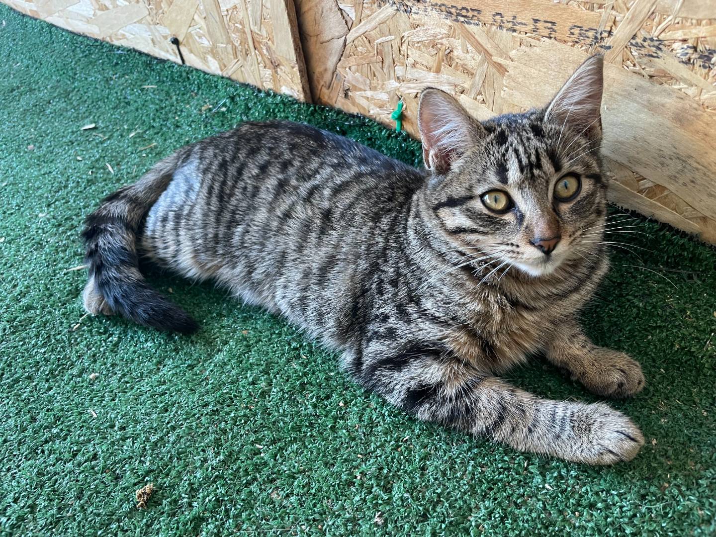 Adotta un gatto, femmina, 3 mesi, Sud