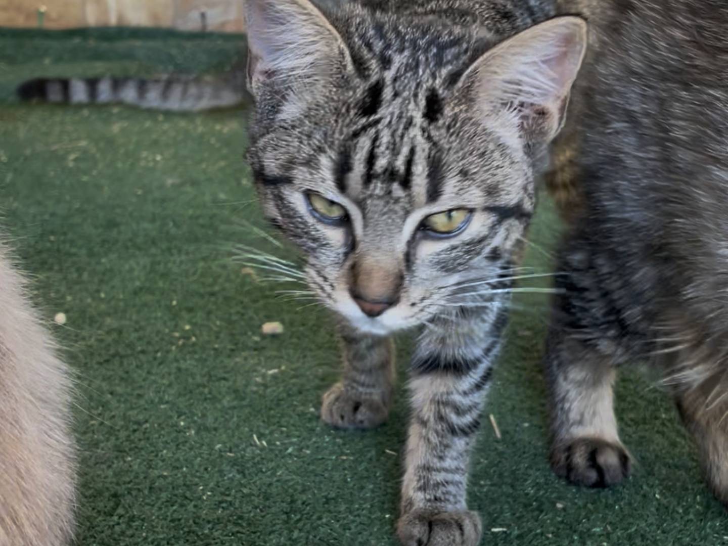 Adotta un gatto, taglia non valida, femmina, Sud