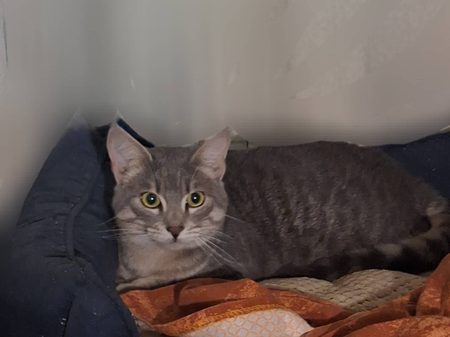 Adozione gatto, maschio, Razza sconosciuta Razza sconosciuta, 7 mesi, taglia non valida, Potenza